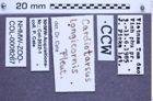 Etiketten zu Cardiotarsus longicornis (Fleutiaux, 1931) (NHMW-ZOO-COL-0008267)